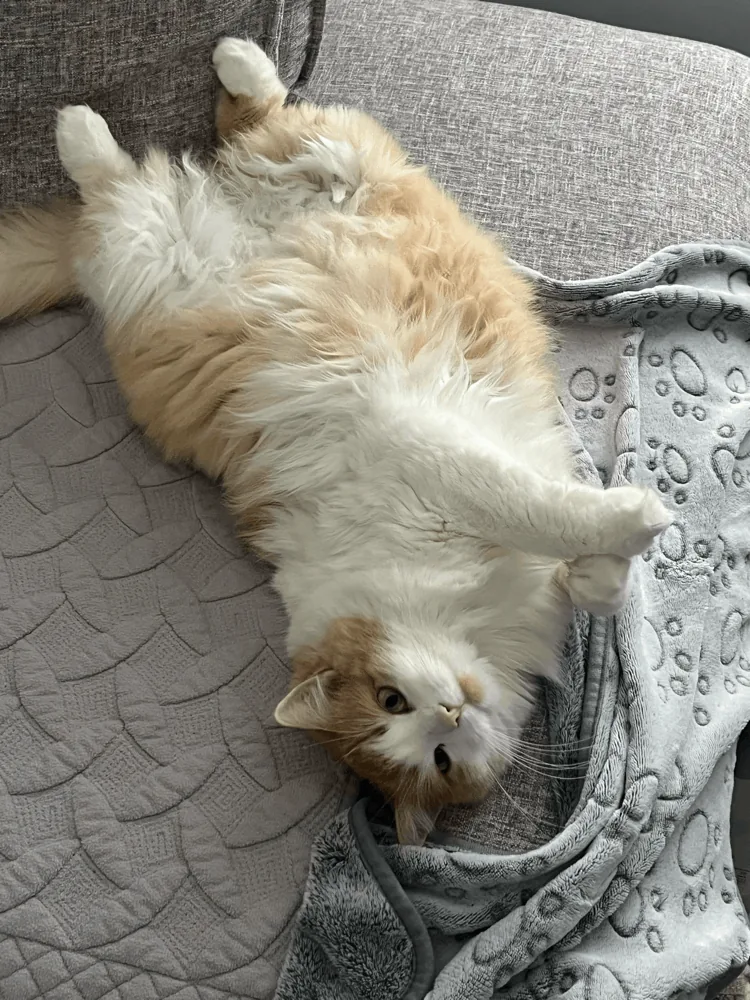 Mia, a fluffy ginger and white cat, lying on her back on the sofa